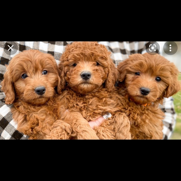 Meet your Posher, Jada - Picture 1 of 1